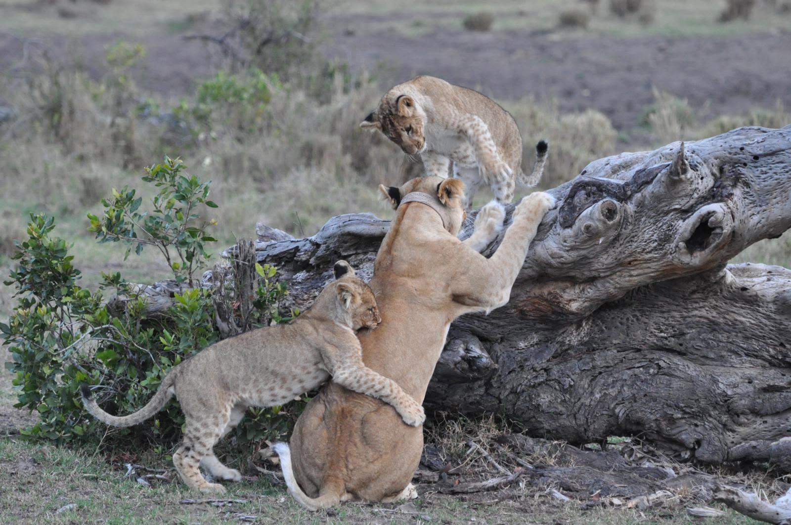 Lioness and cubs at first light